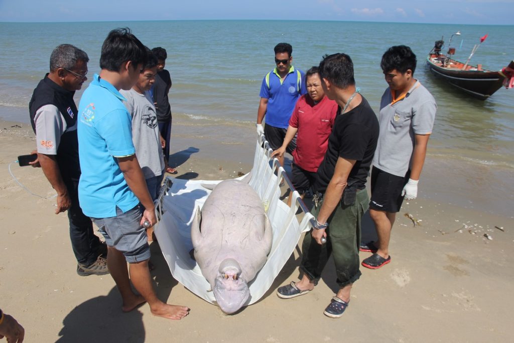 ตัวแรกในรอบ 6 ปี สลด!พะยูนตัวใหญ่ลอยตายหน้าอ่าวพุมเรียง คาดถูกเครื่องมือประมงแผลเต็มตัว