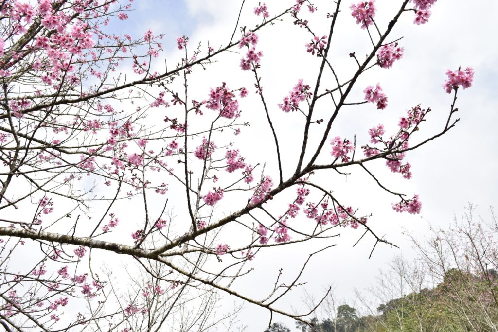 งดงาม! ซากุระเมืองไทยสะพรั่งกลางสายหมอก ยอด “ภูลมโล”