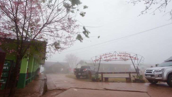 เชียงราย-ซากุระบาน3-1024x576