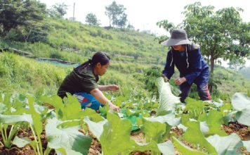 ภาวะการณ์เกษตรกรไทย