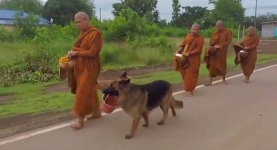 หลวงพ่อไปไหนผมไปด้วย! ชมน้องหมาสุดน่ารัก คาบถังตามพระบิณฑบาต (คลิป)