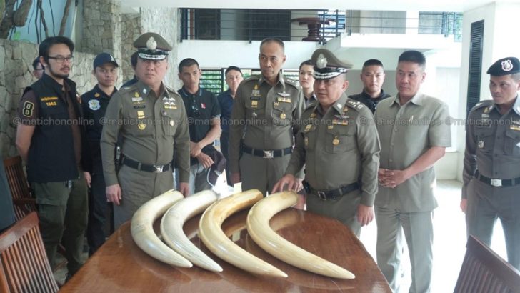 มีชื่อ “เมียเปรมชัย” ครอบครองงาช้างแอฟริกา เรียกมาแจง ยึดเป็นของแผ่นดิน
