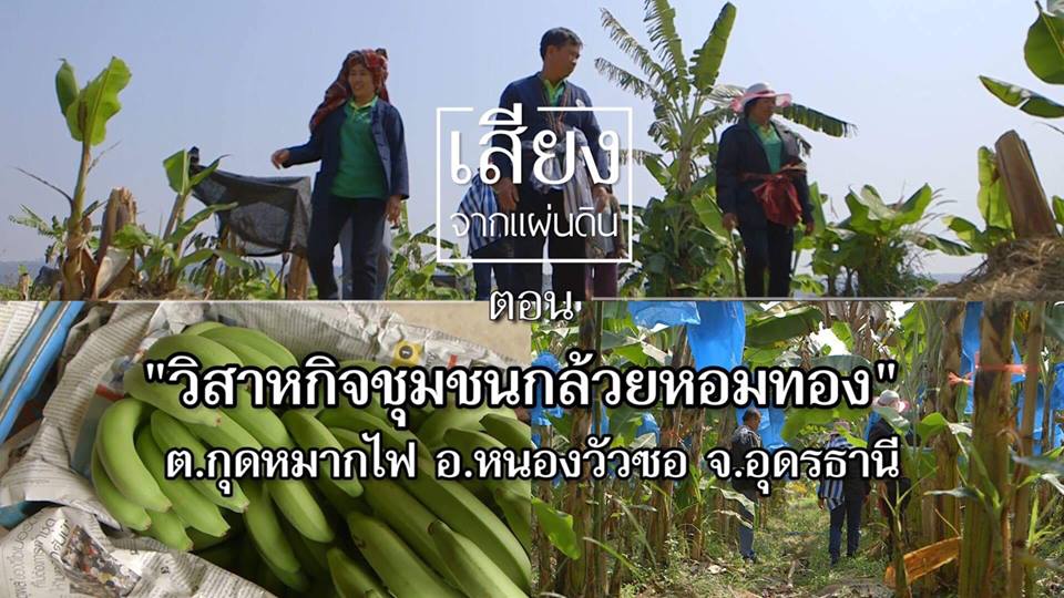 สารคดีเสียงจากแผ่นดิน season 2 EP.20 “วิสาหกิจชุมชนกล้วยหอมทอง” ต.กุดหมากไฟ อ.หนองวัวซอ จ.อุดรธานี