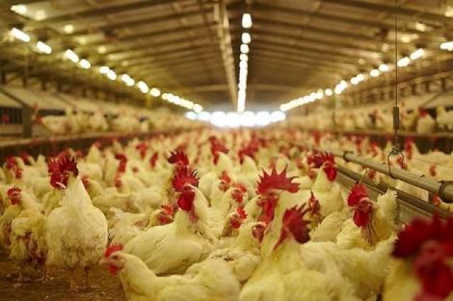 กรมปศุสัตว์เผยจีนไฟเขียวนำเข้าไก่จาก 7 โรงงานของไทย หลังผลผลิตไม่เพียงพอ เตรียมส่งออกล็อตแรกมี.ค.นี้