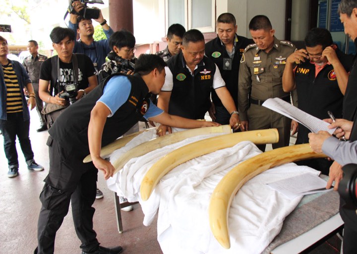 ปทส.มอบงาช้างบ้าน “เปรมชัย” ให้อุทยานเก็บรักษา นัด “เปรมชัย-ภรรยา-วันดี” รับข้อหา 14 มี.ค.