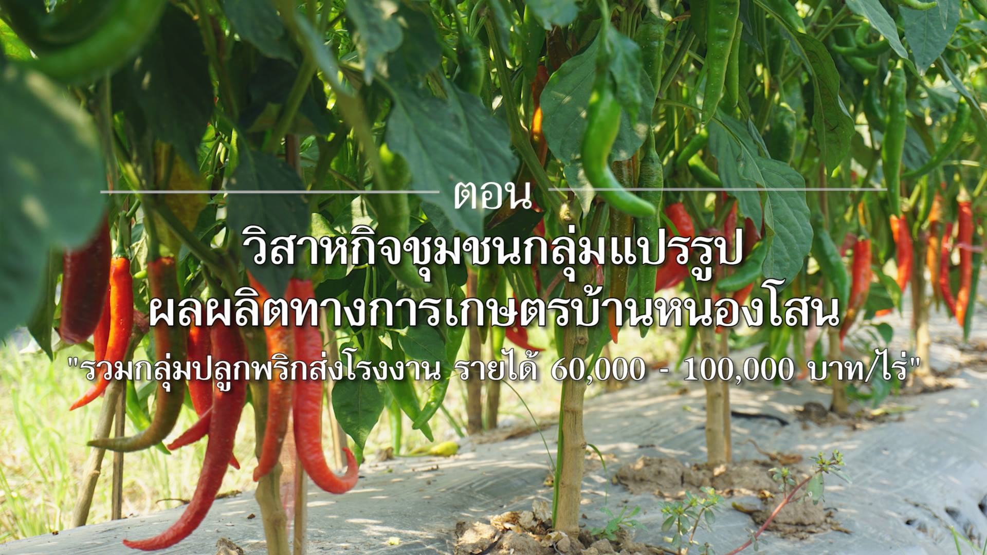 สารคดีเสียงจากแผ่นดิน : ตอน “วิสาหกิจชุมชนกลุ่มแปรรูปผลผลิตทางการเกษตรบ้านหนองโสน” ต.เขาคีริส อ.พรานกระต่าย จ.กำแพงเพชร