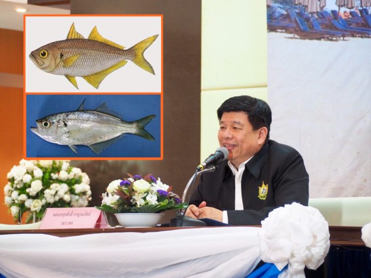 “บิ๊กเต่า” ขวางสร้างสนามบินรับนทท.ขู่ปิดอุทยานทะเลชื่อดัง ทช.เผยพบปลาใบขนุนที่หายเกือบ 10 ปี