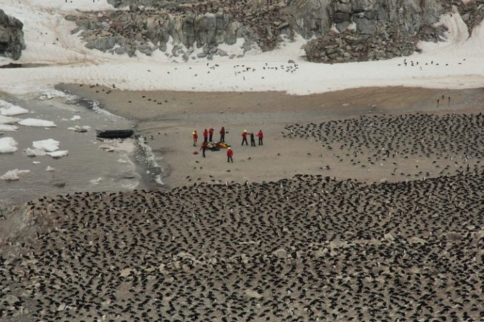 ANTARTICA-ENVIRONMENT-PENGUIN