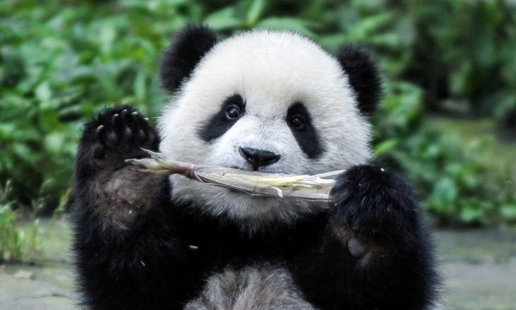 panda