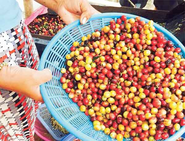 ตลาดกาแฟระส่ำ “พื้นที่ปลูก-ผลผลิต” ลดวูบ ! แห่พึ่งบราซิล-เวียดนาม
