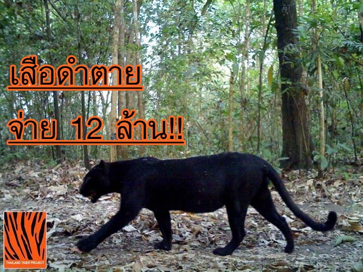 เคาะแล้ว กก.คำนวณค่าเสียหายทางแพ่ง กรมอุทยานฯ สรุปเสือดำตายต้อง จ่าย 12 ล้าน