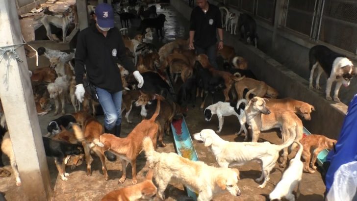 สธ.เฝ้าระวัง ‘พิษสุนัขบ้า’ ในคน ยันตาย 6 ราย ย้ำถูกสุนัข-แมวกัด/ข่วน ล้างแผล ฉีดวัคซีนด่วน!