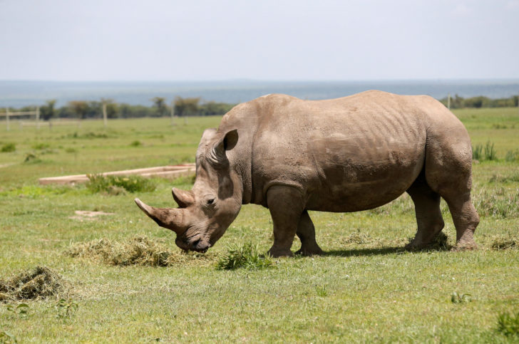 Ndauwo, a female southern white rhino grazes near the enclosure at the Ol Pejeta Conservancy in Laikipia National Park