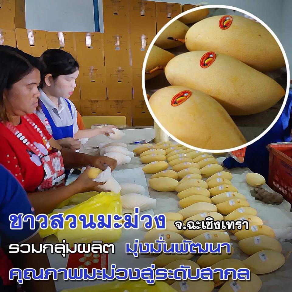 สารคดีเสียงจากแผ่นดิน season3 EP.2 “รวมใจเป็นหนึ่ง มุ่งมั่นพัฒนา คุณภาพมะม่วงสู่ระดับสากล”