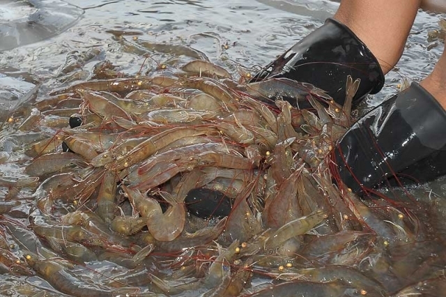 หวั่นกุ้งขาดผู้ส่งออกตะลุยซื้อ 1 หมื่นตัน