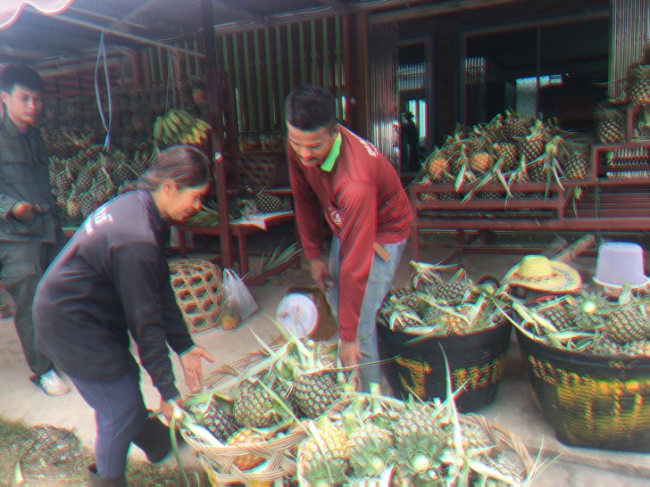 แกนนำชาวไร่สับปะรดประจวบฯ แฉเล่ห์เหลี่ยม “โรงงานสับปะรดกระป๋องส่งออก”