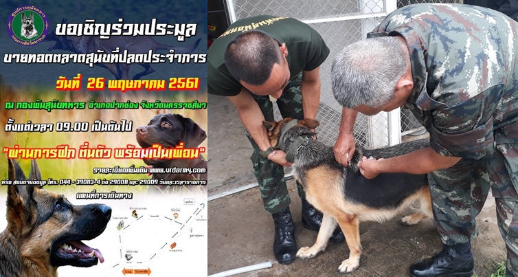 ดราม่า! กองทัพบก ขายทอดตลาดสุนัขปลดประจำการ ไม่มีเยื่อใย! ทหารแจงเข้าใจผิดที่รับใช้ชาติดูแลอย่างดี