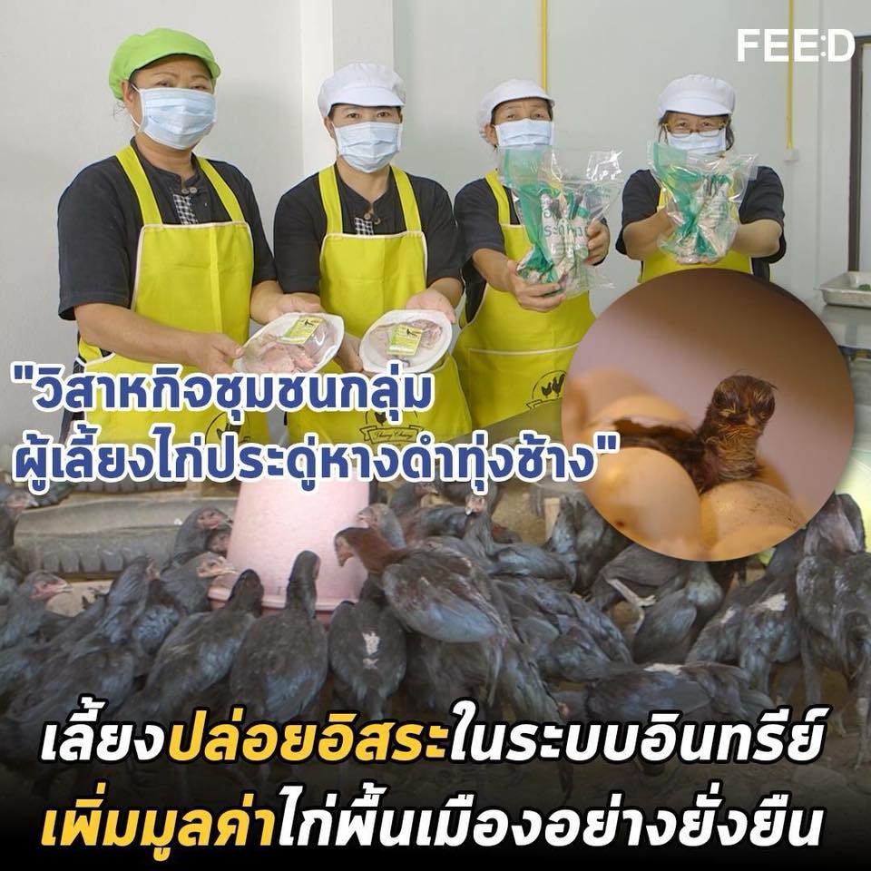 สารคดีเสียงจากแผ่นดิน season3 EP.6 “วิสาหกิจชุมชนกลุ่มผู้เลี้ยงไก่ประดู่หางดำทุ่งช้าง”