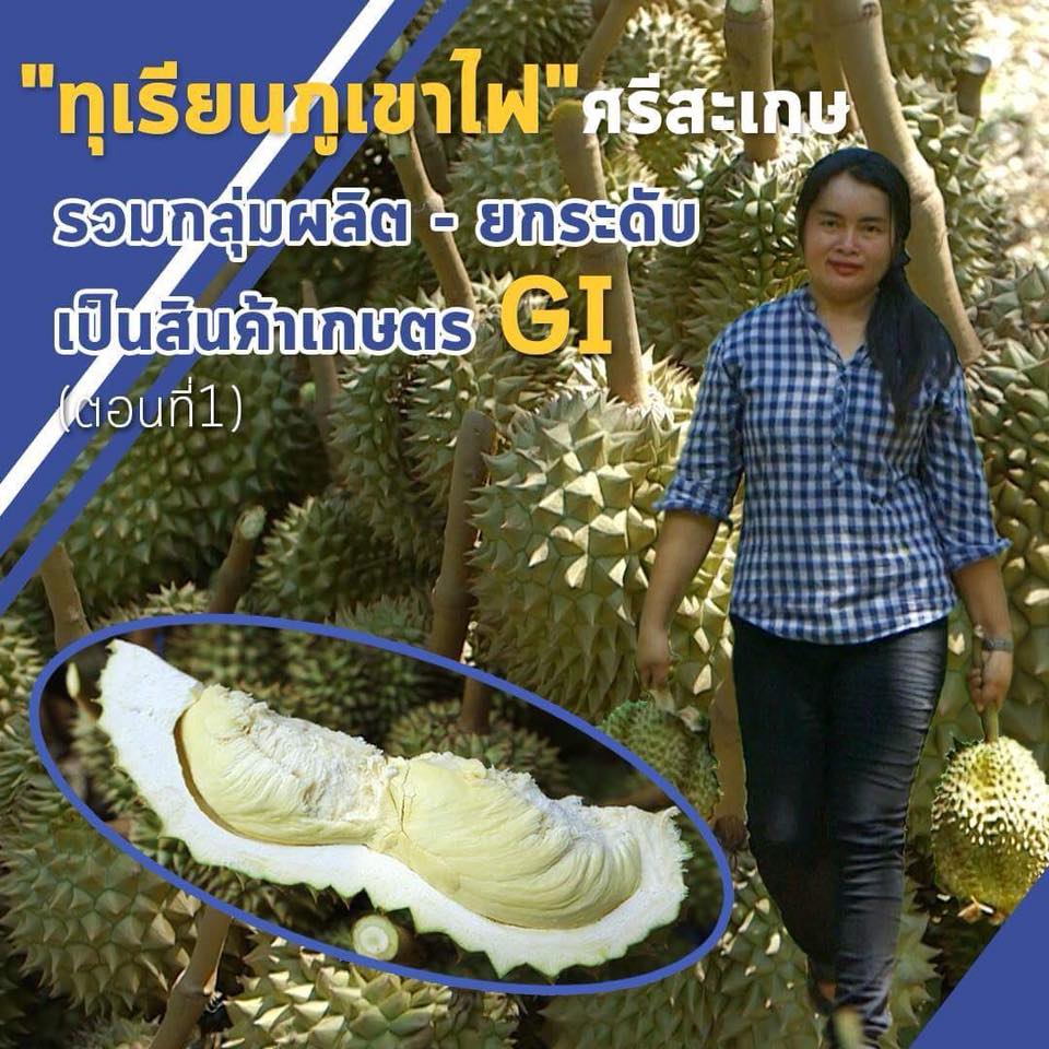 สารคดีเสียงจากแผ่นดิน season3 EP.7 ผลไม้ที่ขึ้นหน้าฟีดในสังคมออนไลน์ที่บ่อยที่สุดตอนนี้คงหนีไม่พ้นทุเรียน ซึ่งมีหลากหลายพันธุ์ให้เลือกตามชอบ หนึ่งในนั้นคือ “ทุเรียนภูเขาไฟ”