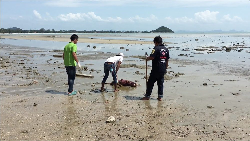 สลด! พบโลมาตายสภาพเน่าเปื่อยเกยหาดสมุย ตัวที่ 10 ของปี วอนช่วยอนุรักษ์หวั่นสูญพันธุ์