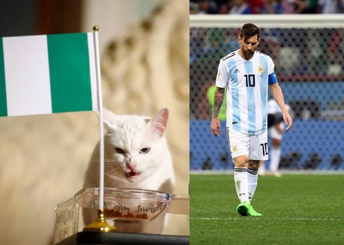 Achilles the cat, that lives in St Petersburg's Hermitage museum, chooses Nigeria while attempting to predict the result of the match of the soccer World Cup between Argentina and Nigeria in Saint Petersburg