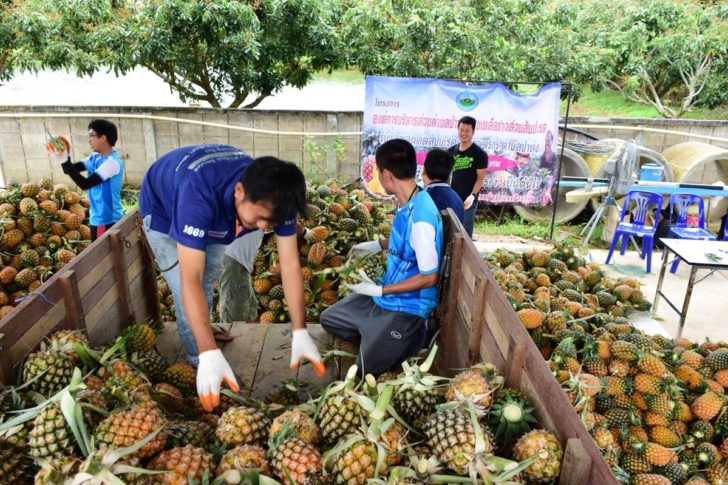 อบต.ป่าหุ่ง เชียงรายเปิดรับซื้อสับปะรด กก.ละ 2 บาท หวังช่วยแก้ปัญหาไม่มีตลาดรองรับ