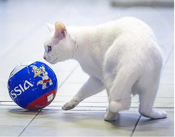 achillcat