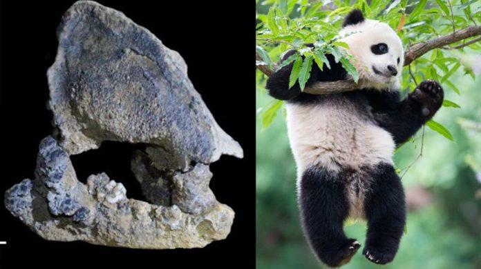 panda2-696x390