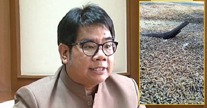 “ธรณ์” เตือนอย่าตื่นสึนามิ หลังพบหอยเจดีย์กองเต็มหาดประพาส จ.ระนอง