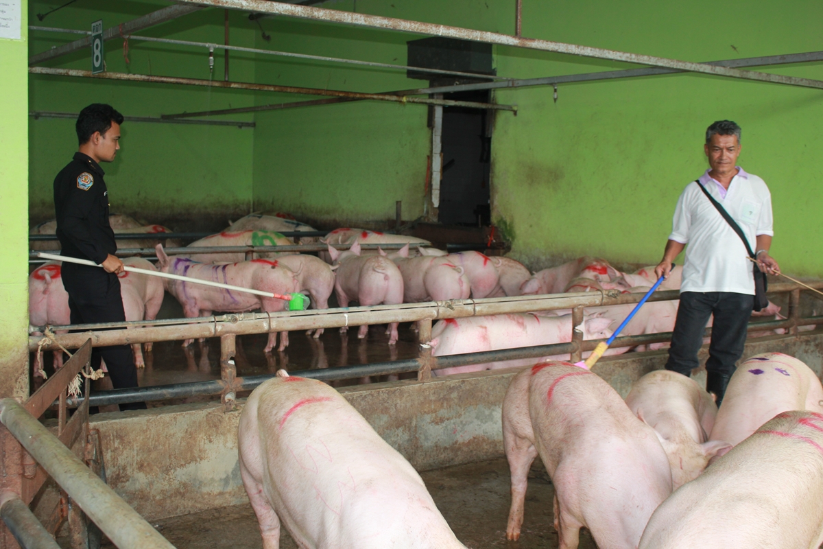 ปศุสัตว์เมืองคอนสุ่มตรวจโรงฆ่าสัตว์พร้อมจับกุมชำแหละหมูเถื่อน 2 ราย