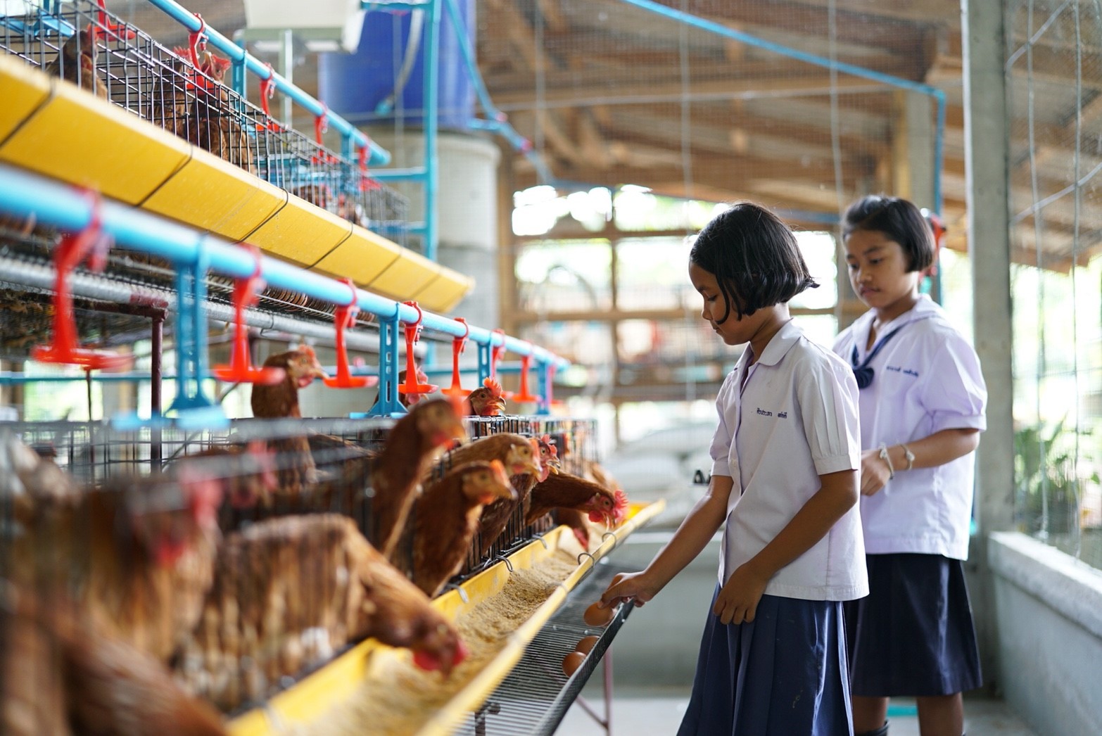 แนวทาง “เซ็นทรัลทำ” สร้างโรงเรือนพอเพียงเลี้ยงไก่ไข่
