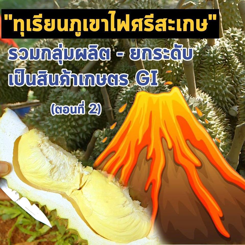 สารคดีเสียงจากแผ่นดิน season3 EP.8 “ทุเรียนภูเขาไฟศรีสะเกษ” รวมกลุ่มผลิต-ยกระดับเป็นสินค้าเกษตร GI ตอนที่ 2