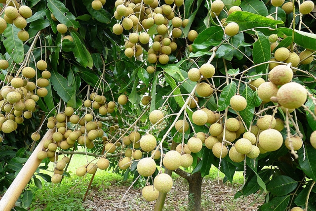 พาณิชย์บุกสวนลำไยเชียงใหม่อุ้มชาวสวนโกอินเตอร์