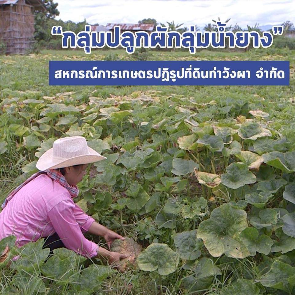 สารคดีเสียงจากแผ่นดิน season3 EP.14 กลุ่มปลูกผักลุ่มน้ำยาง สหกรณ์การเกษตรปฏิรูปที่ดินท่าวังผา จำกัด