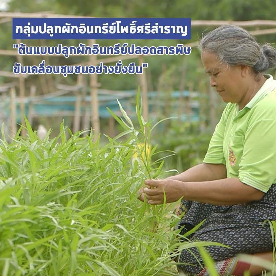 สารคดีเสียงจากแผ่นดิน season3 EP.15 กลุ่มปลูกผักอินทรีย์โพธิ์ศรีสำราญ “ต้นแบบปลูกผักอินทรีย์ปลอดสารพิษ ขับเคลื่อนชุมชนอย่างยั่งยืน”