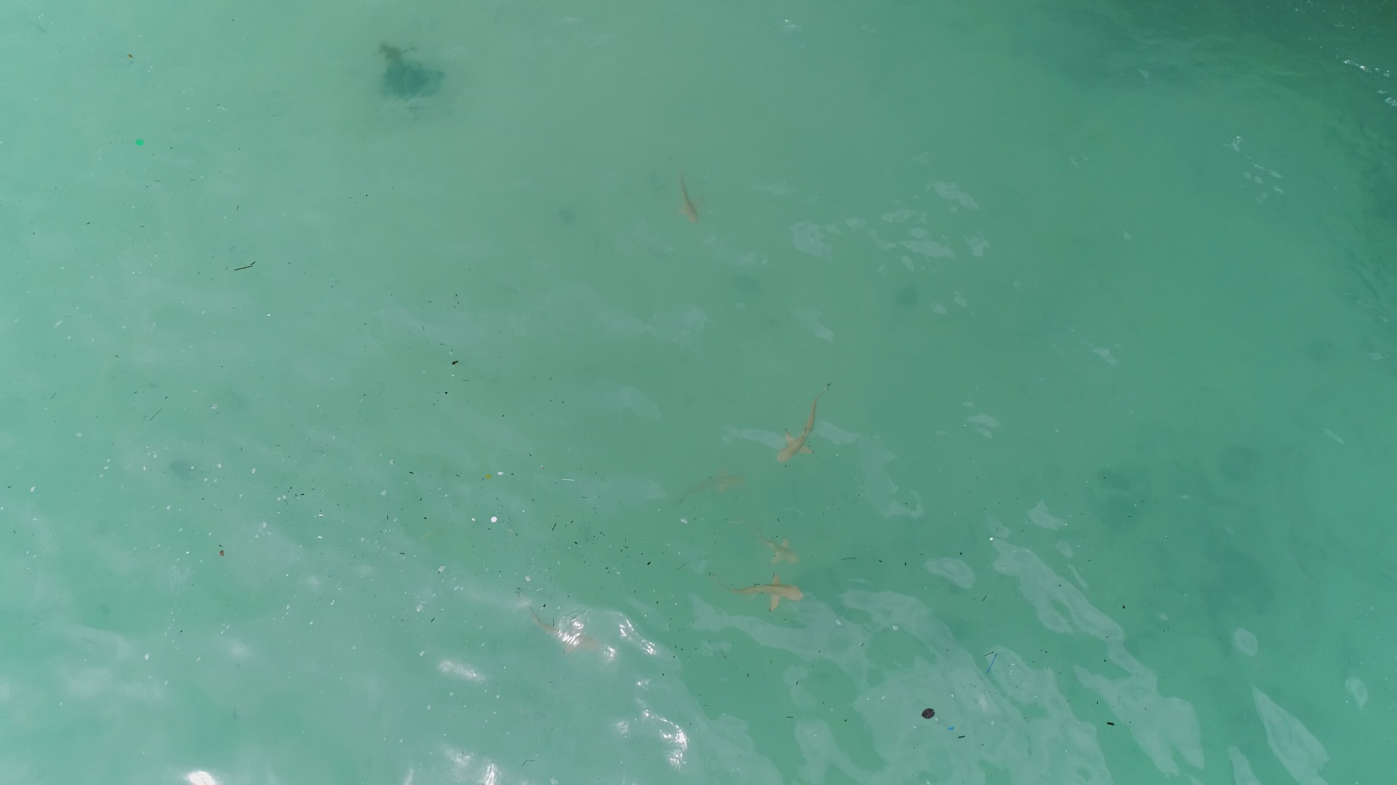 พบ “6 ฉลามหูดำ” หากินใกล้ชายหาดอ่าวมาหยา บ่งบอกความสมบูรณ์ของธรรมชาติ