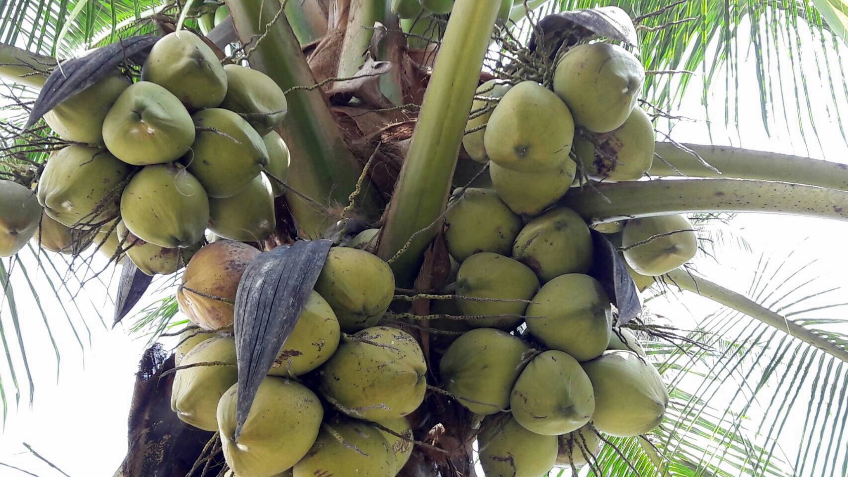 สถาบันอาหารโชว์แผนพัฒนาเครือข่ายSMEมะพร้าว กลุ่มทับสะแก เตรียมขึ้นทะเบียนจีไอคุ้มครองสิ่งบ่งชี้ทางภูมิศาสตร์