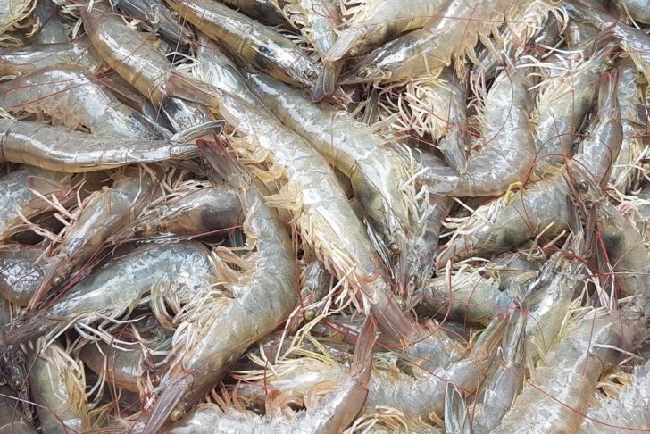 ตลาดกุ้ง (ทะเลไทย) หยุดซื้อ-ขาย 21 ธ.ค.-3 ม.ค 64 