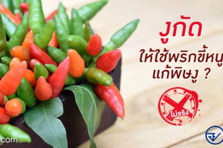 อย.แจงงูกัดใช้พริกขี้หนูตำกับยาสูบพอกแผลแล้วดูดพิษ “มั่ว” !!