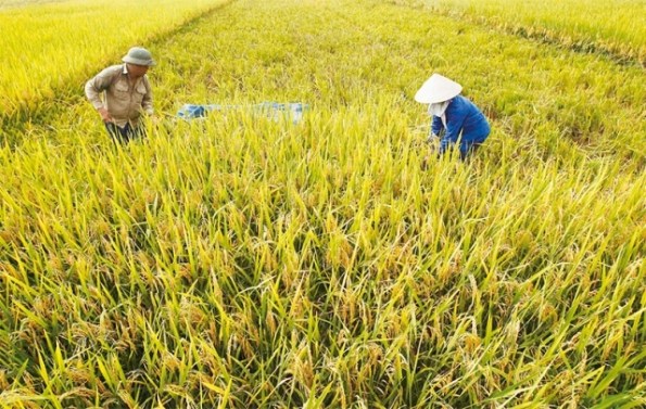 สนช.ชง “พ.ร.บ.ข้าว” บอก หวังปฏิวัติข้าวไทย ช่วยชาวนาได้รับความเป็นธรรม