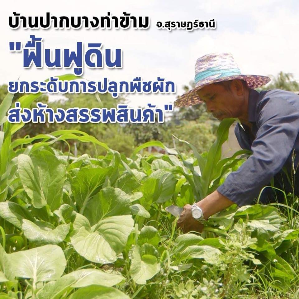 สารคดีเสียงจากแผ่นดิน season 3 EP.17 บ้านปากบางท่าข้าม จ.สุราษฎร์ธานี “ฟื้นฟูดิน ยกระดับการปลูกพืชผัก ส่งห้างสรรพสินค้า”