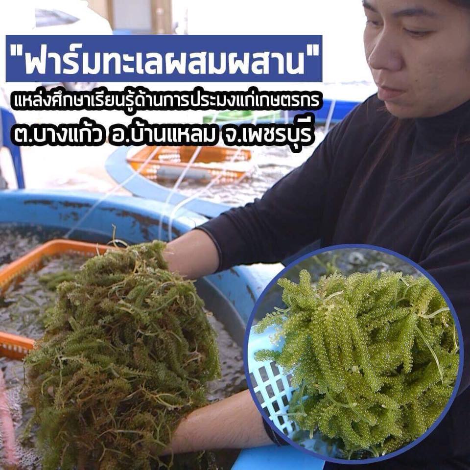 สารคดีเสียงจากแผ่นดิน season3 EP.18 “ฟาร์มทะเลผสมผสาน” แหล่งศึกษาเรียนรู้ด้านการประมงแก่เกษตรกร ต.บางแก้ว อ.บ้านแหลม จ.เพชรบุรี