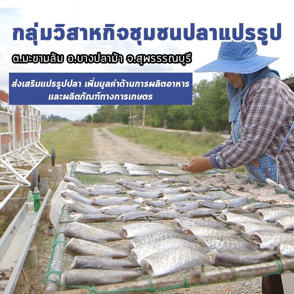 สารคดีเสียงจากแผ่นดิน season 3 EP.19 กลุ่มวิสาหกิจชุมชนปลาแปรรูป ต.มะขามล้ม อ.บางปลาม้า จ.สุพรรรณบุรี รวมกลุ่มกันส่งเสริมแปรรูปปลา