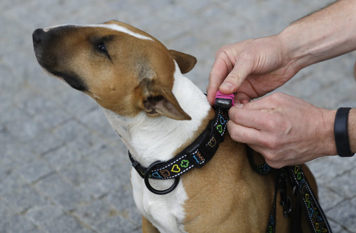 Czech Republic Pet Technology