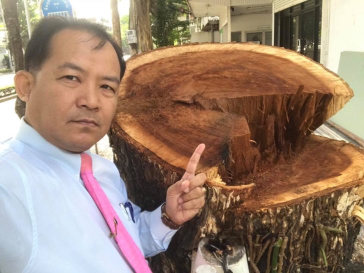 “ศรีสุวรรณ” ร้องป.ป.ช.เอาผิด ผอ.เขตจตุจักรตัดต้นจามจุรียักษ์ มูลค่าหลายแสนบาท