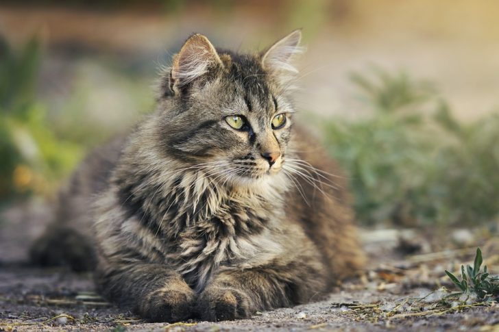 cat-3449999_960_720
