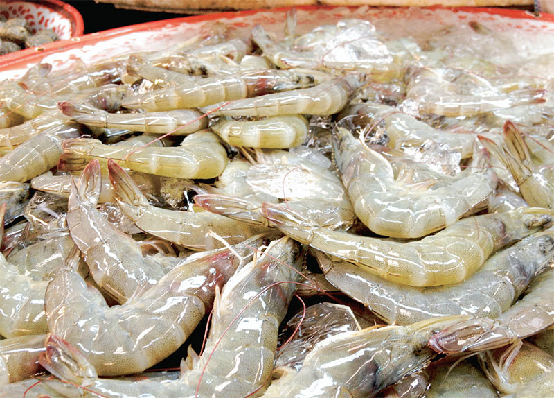 คาดกุ้งไทยผลิตได้ 2.5 แสนตัน เร่งลงเลี้ยงลอตใหญ่หนีมรสุม
