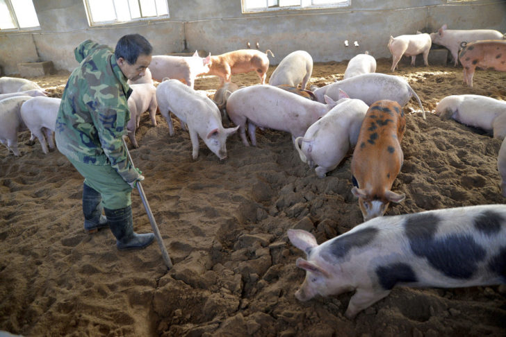 จีนฆ่าหมูกว่า 14,500 ตัว หลังพบการระบาดของเชื้อไข้หวัดหมูแอฟริกัน