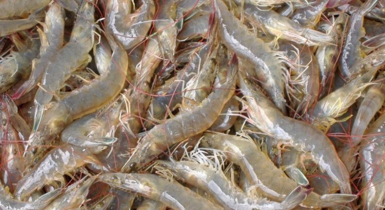 กุ้งใต้กระอัก TGเลิกบินจีน กระทบส่งออก 6 พันตัน/ปี