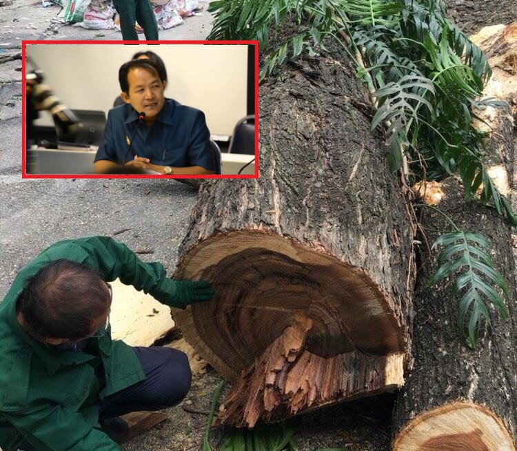 ‘ศรีสุวรรณ’ จ่อฟ้อง กทม.ตัดทิ้งต้นจามจุรีอายุ 50 ปีที่เขตจตุจักร